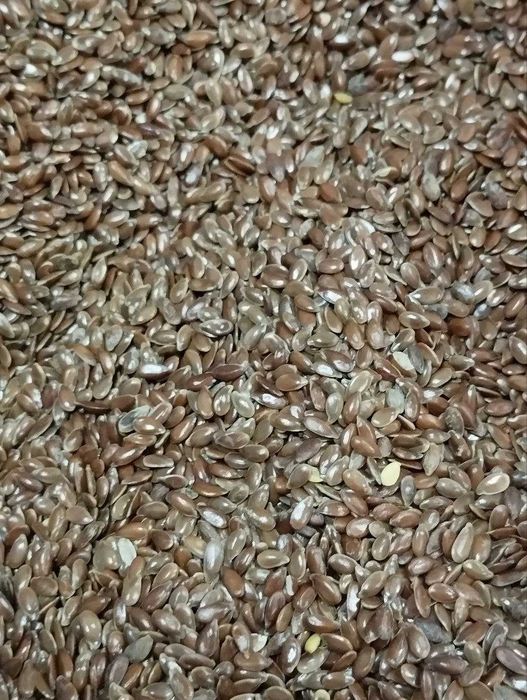 Продам просо жовте та соняшник смугастий