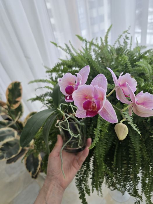 Орхідея метелик номер 5017 .