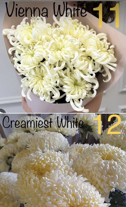 Хризантеми великоквіткові високопослі на зріз