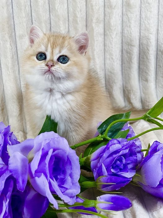 Золота шиншила клубне кошеня