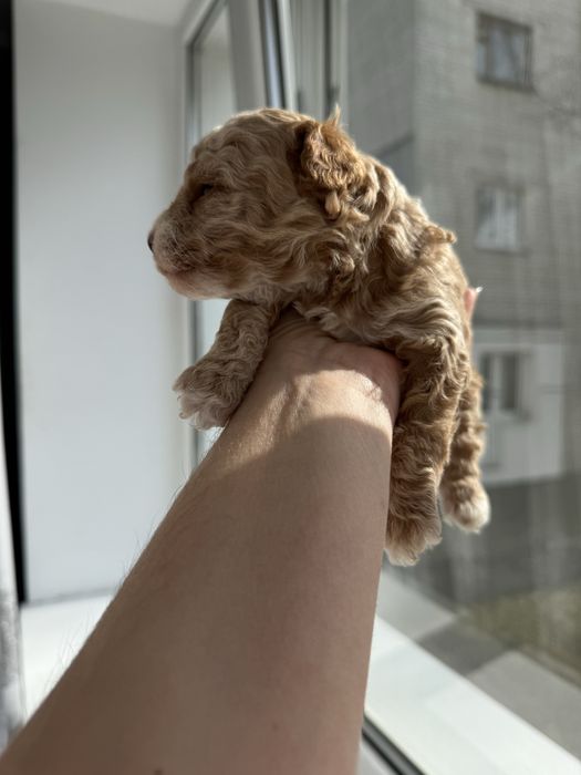 Дівчатка мальтіпу