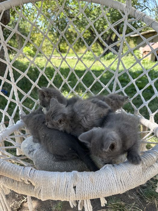 Подарую кошенят