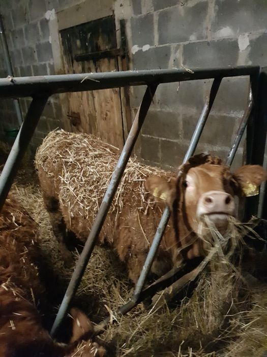 Bydło  Limousine 2szt.