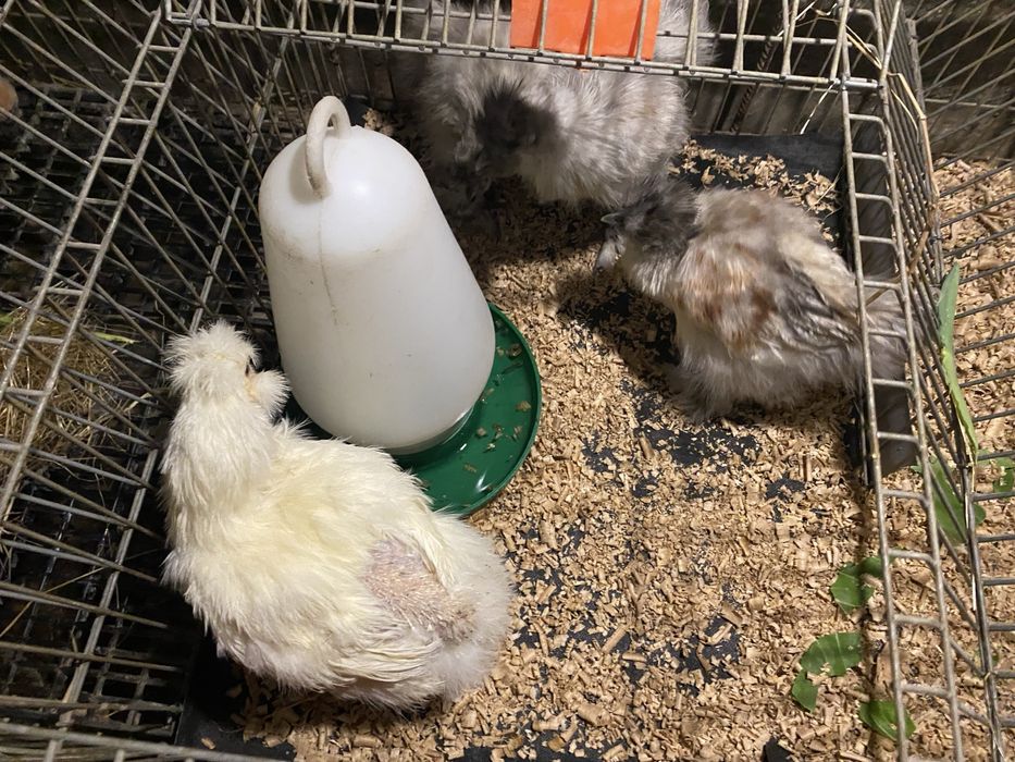 Galos sedosa do japao