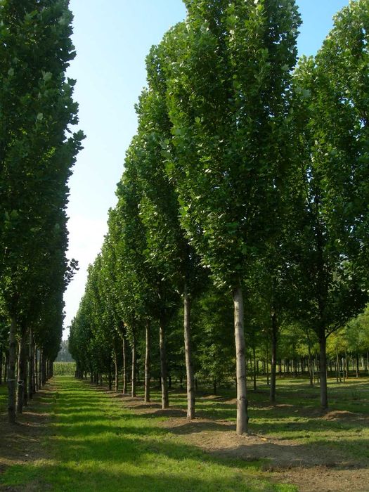 Tulipanowiec "Fastigiatum", kolumnowa piękność, duże okazy 200cm plus!