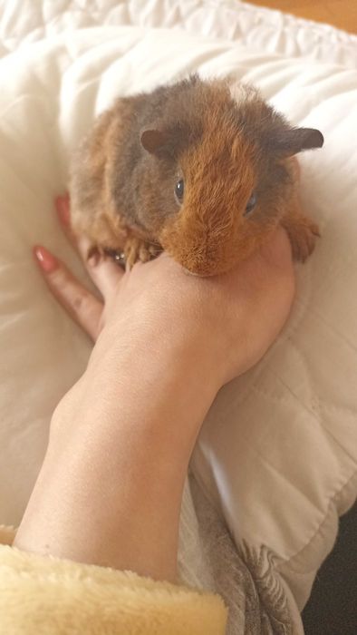 Морська свинка Американський Тедді