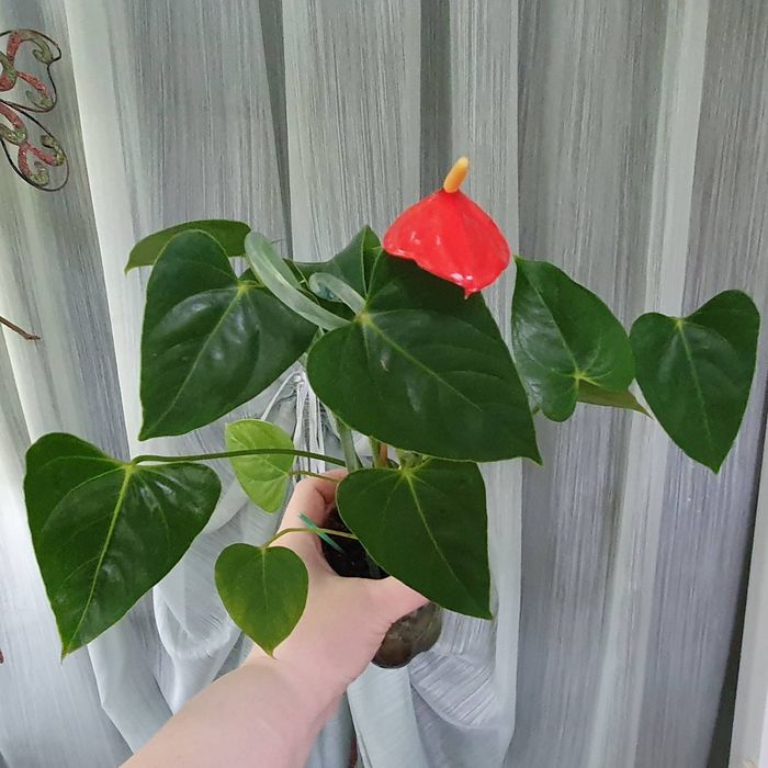 Аквариумні рослини. Анубіас Нана Петіт