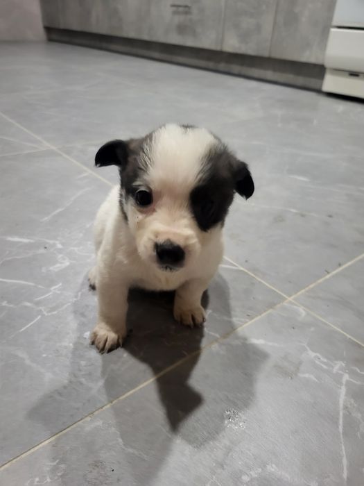 Собачки маленькі