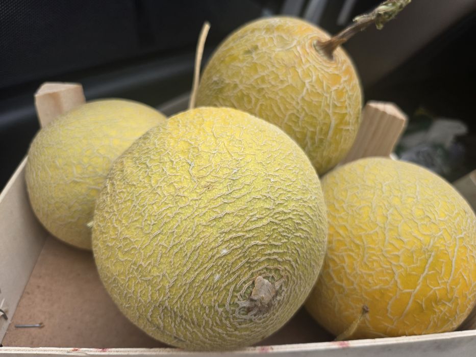 Caixas de meloas deliciosas para entregas