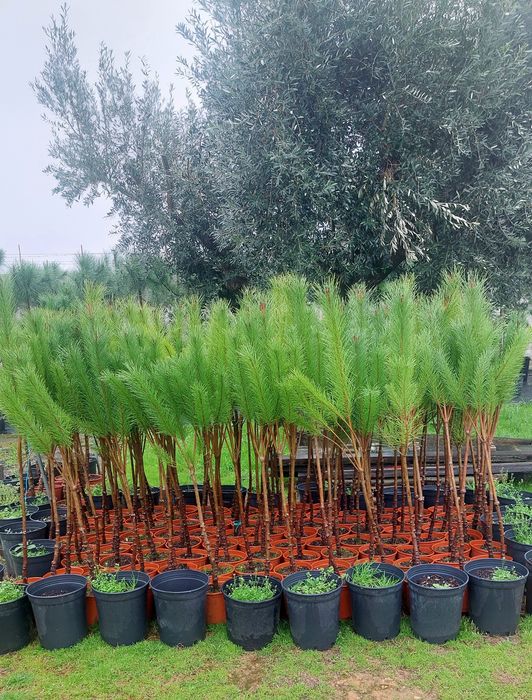 Pinheiros mansos 1.20/1.40