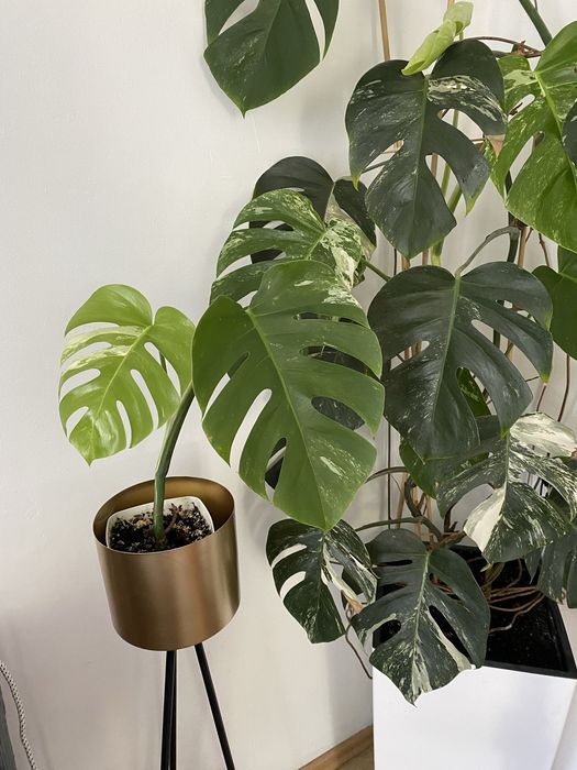 Monstera deliciosa variegata constellation