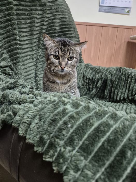Сумний, великий добряк котикБоря, спокійний, мудрий!БО"ДоброКіт"