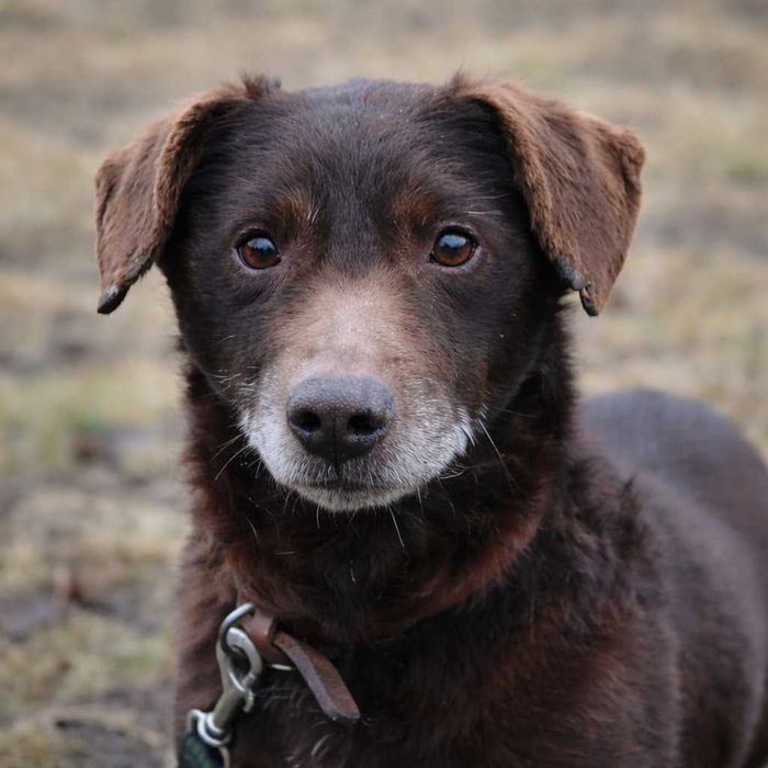 kochany Pimpuś czeka na dom