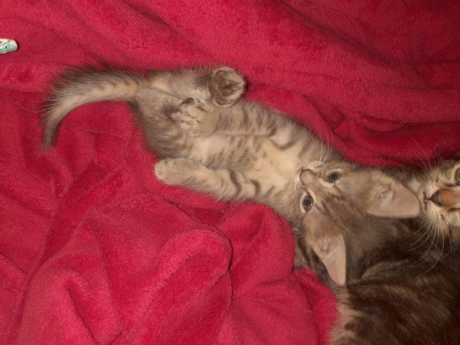 Віддам кошенят 2,5 місяців 5 кошенят