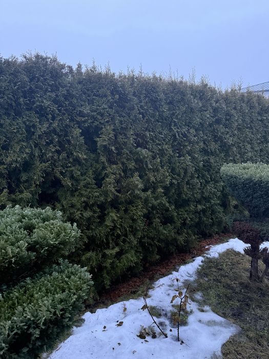 Thuja szmaragd odmiana lengan bardzo ladna i odporna na warunki w pols