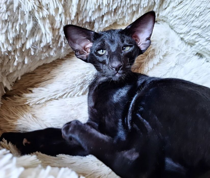 Детеныши Чужого))