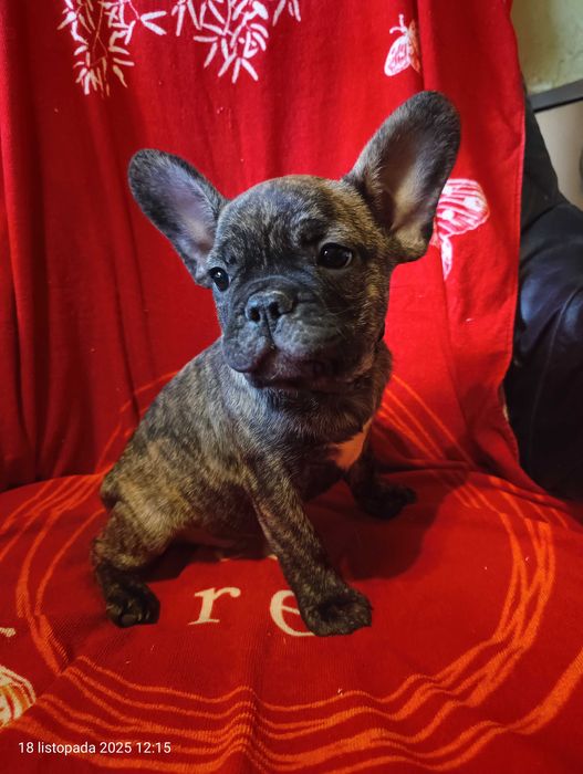 Buldog francuski, Piesek, Gotowy do odbioru, PASZPORT