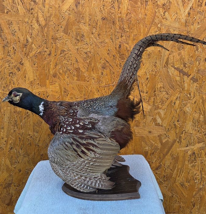 Продам Чучело фазана