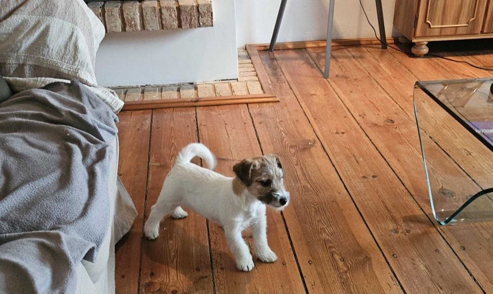 Jack RussellTerrier suczka