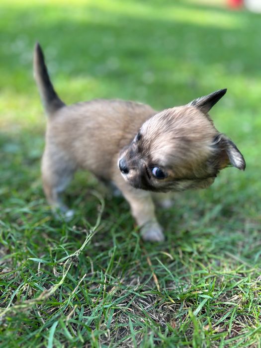Piękna długowłosa sunia chihuahua. Juz do odbioru