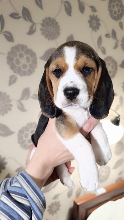 Гарнюні Біглі дівчата та хлопці