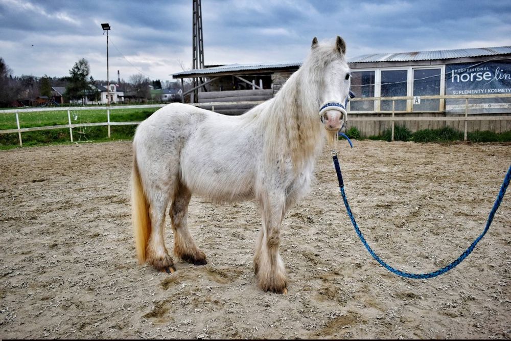 Klacz Irish cob skoki