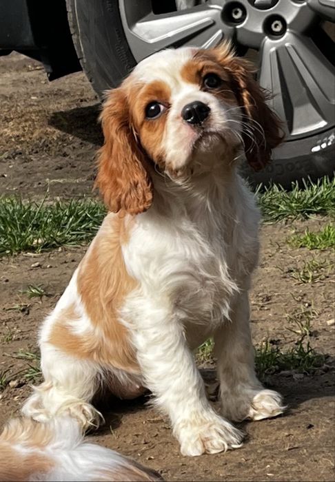 Cavalier King Charles Spaniel suczka ZKwP/FCI