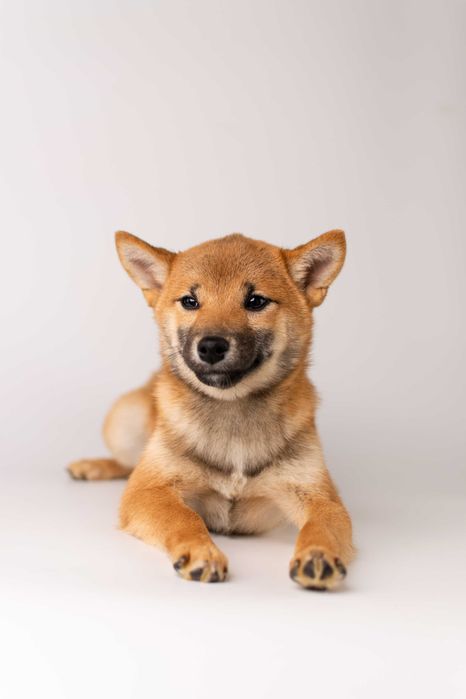 Дівчинка породи шиба іну готова до переїзду