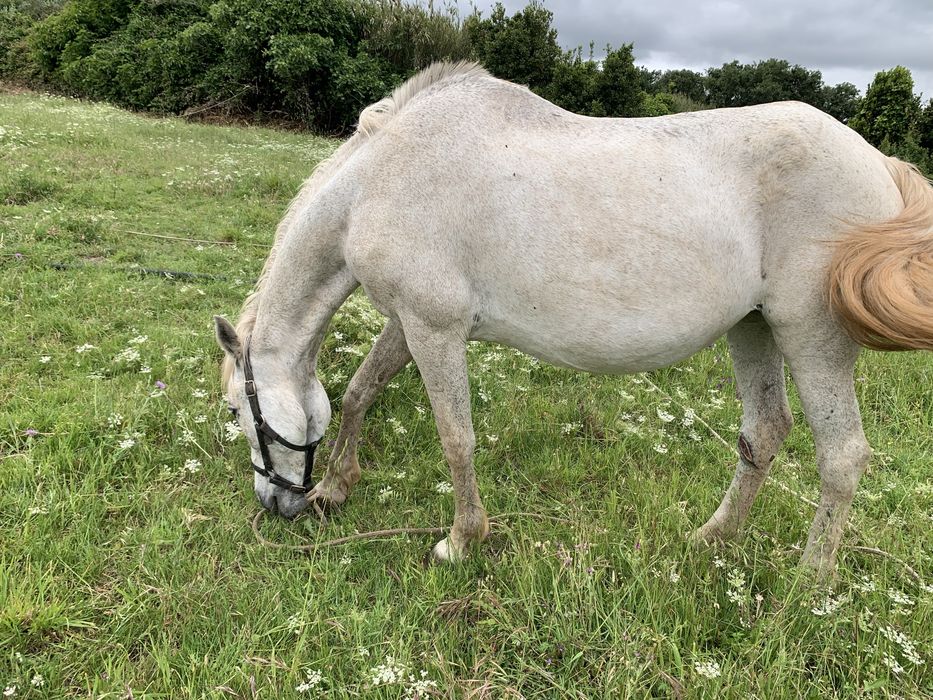 Egua lusitana Pura Montada e Prenha de cavalo pontuado