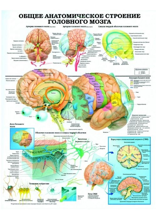 Продам Анатомические и медицинские плакаты