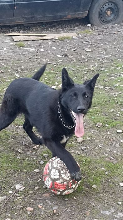 Продам  цуценя бельгійської вівчарки