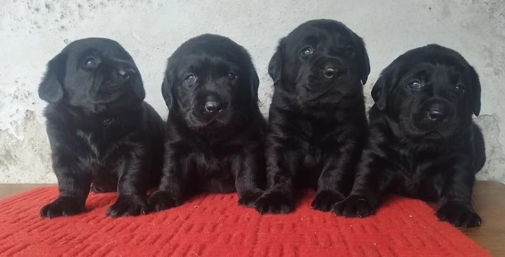 Labrador Retriever Lop e afixo