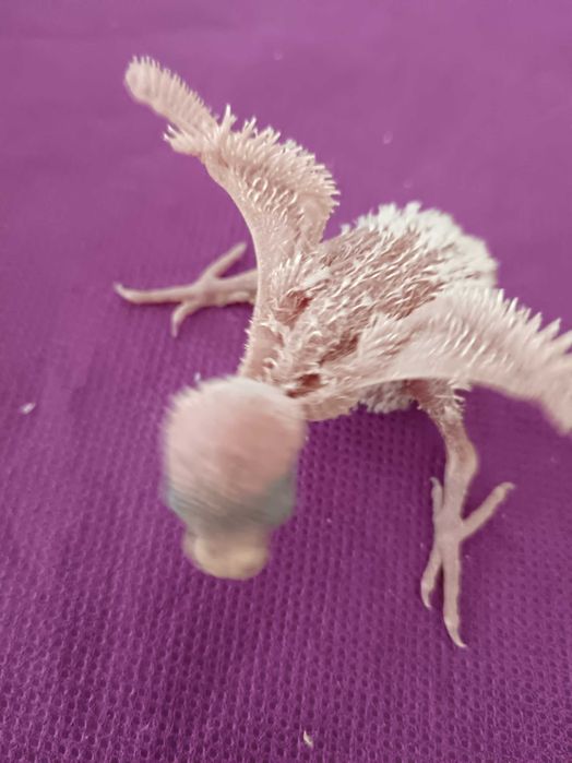 Crias de piriquitos para venda