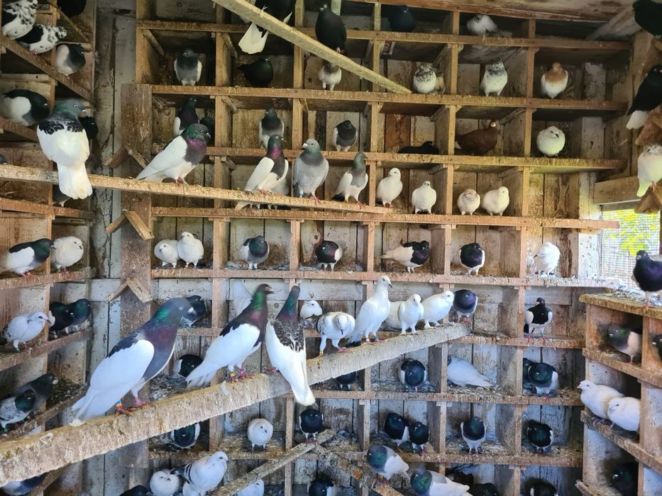 Sprzedam gołębie rasowe