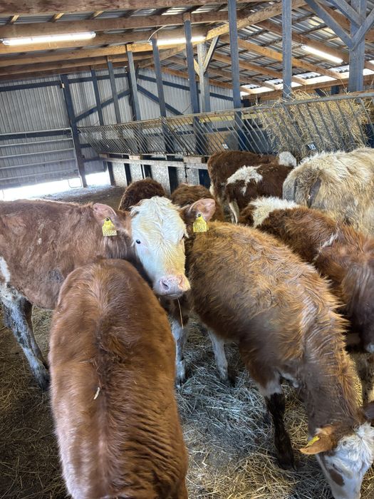 Sprzedam byki oraz jałówki