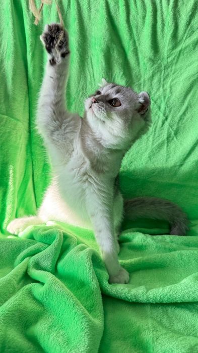 Macho scottish fold