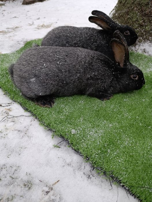 Кролі породи Полтавське срібло