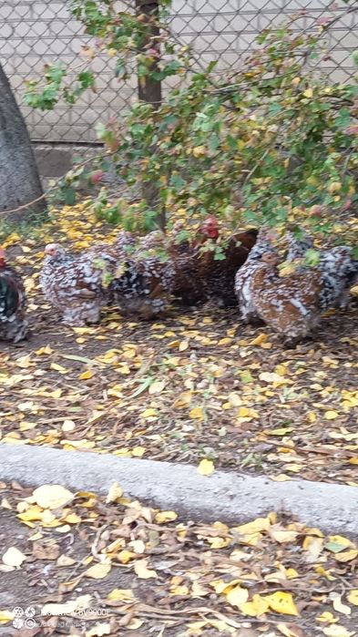 Кохінхін карликовий