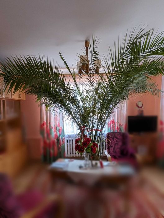Palma daktylowiec kanaryjski