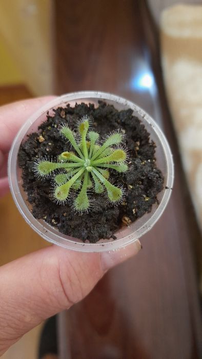 Мелколистная бегония и не только