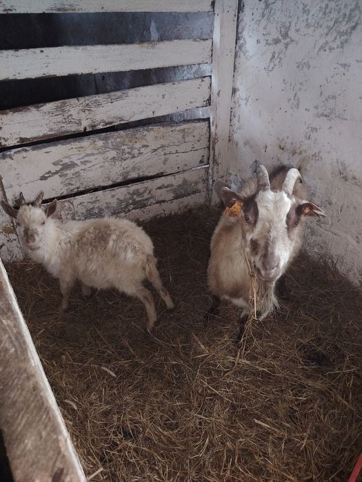 Koza z młodym sprzedam