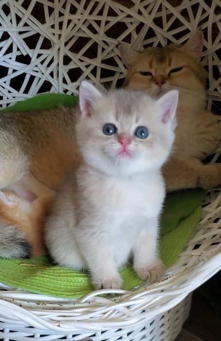 Ласковые и ручные малышики,  котята золотая шиншилла.