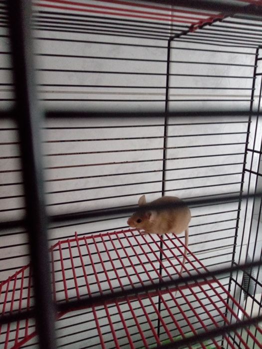 Oddam myszki w dobre ręce