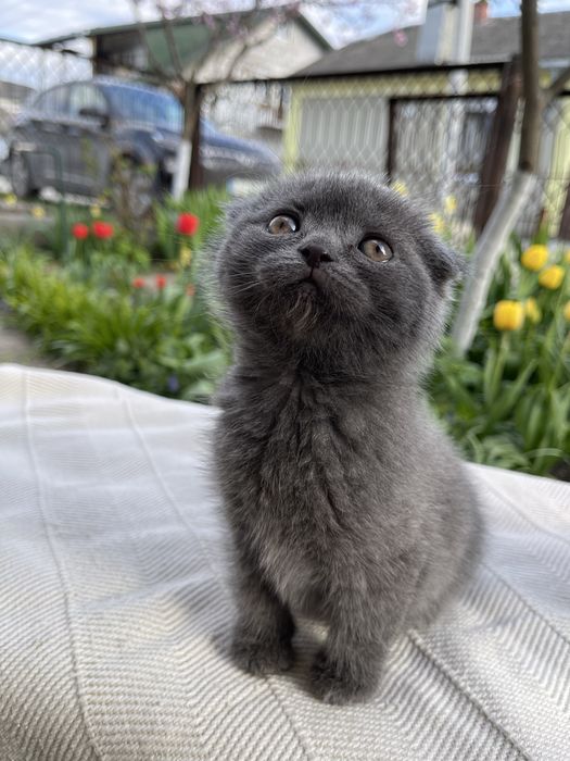 Кошення шотландець