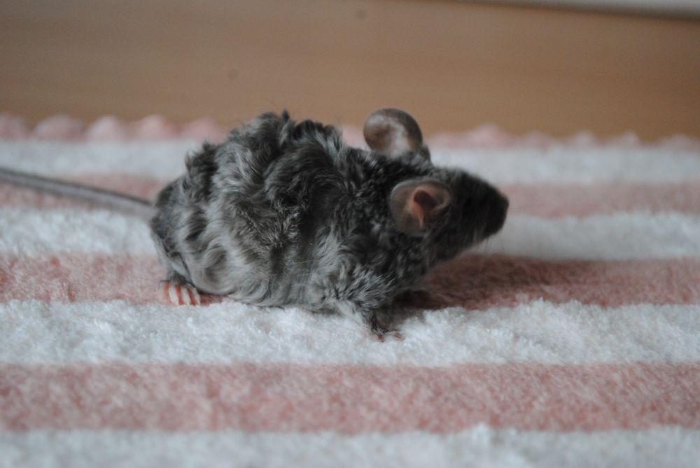 Мышки. Декоративная мышь. Мышата. Рекс