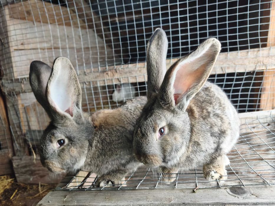 Sprzedam króliki