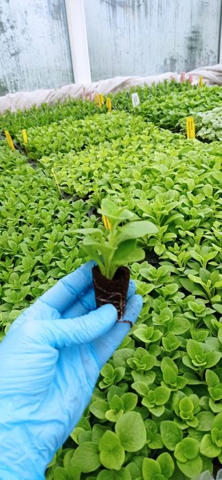 Сурфінія,петунія,калібрахоа,бакопа,вербена,гвоздика,глехома варегата