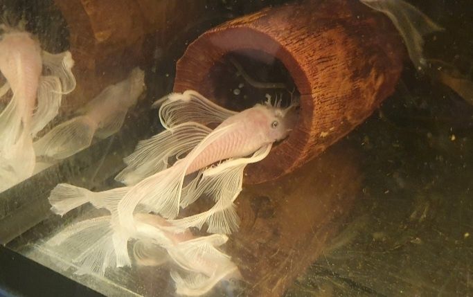 SAMIEC Snow White long fin WELONIASTY dorosły Wysyłka