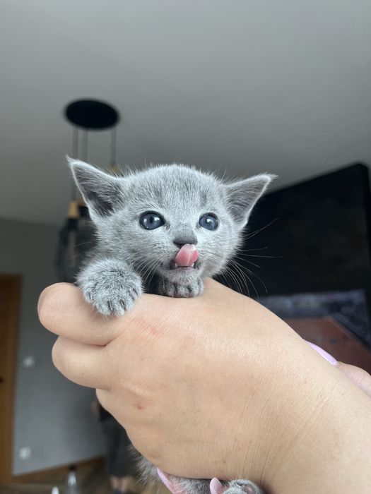 Kot rosyjski niebieski