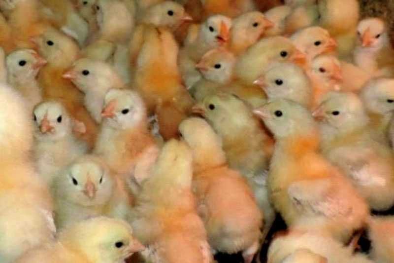 інкубаційне яйце бройлера.